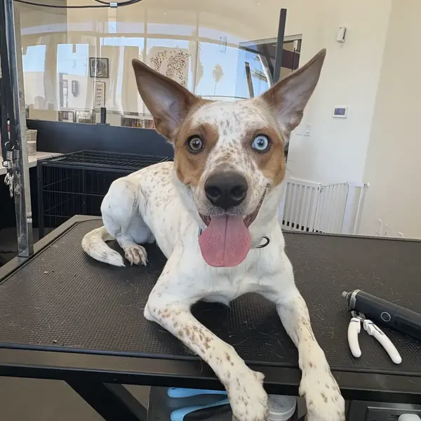 Nail trim at K9 Rox Club grooming